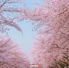 Due to her weird work/school schedule, my gf used to come over early in the am before i got up and get in bed with me and i never woke up as i knew what days she was coming over. Cherry Blossoms In Dc Maybe Some Survived Pink Aesthetic Aesthetic Pictures Pastel Aesthetic