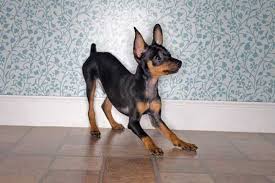 pinscher miniatura una raza para espacios reducidos miniature dog breeds pinscher mini pinscher