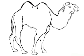 Kamel Ausmalbild Ausmalbilder Fur Kinder Camels Art Humanoid Sketch Art