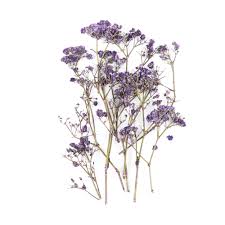 Maybe you would like to learn more about one of these? 10pcs Bag Mini Dried Flower Dry Plants For Epoxy Uv Resin Pendant Necklace Jewelry Making Craft Diy Art Decoration Accessories Super Promo 8236 Goteborgsaventyrscenter