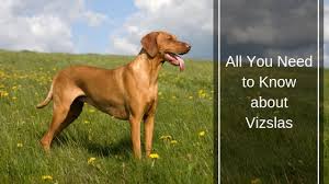 These vizslas are available for adoption close to los angeles, california. Vizslas Facts To Know Before Adoption