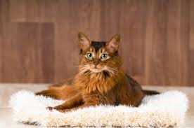 Die entstehungsgeschichte der somali katzen geht auf die mitte des vergangenen jahrhunderts zurück. Abessinierkatze Die Katze Mit Dem Besonderen Tick Das Tierlexikon De