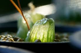 Image result for Trachyandra burkei