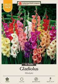 Image result for Gladiolus hollandii
