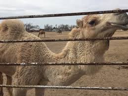 Giraffes are usually yellow or light brown with dark stains. Camels To Ostrich To Kangaroo To Giraffes Review Of Hedrick S Exotic Animal Farm Nickerson Ks Tripadvisor