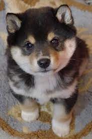 what a sweet face cute animals cute dogs and puppies cute baby animals