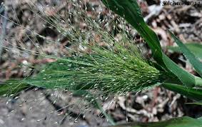 Image result for Panicum pilgeri