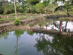 Aquaculture resource centre (arc) adalah sebuah syarikat pengeluar benih ikan air tawar khususnya benih ikan keli dan tilapia.ditubuhkan pada tahun 2008 dengan hasrat dapat memajukan sektor akuakultur dan menjadi penerus kepada sumber perikanan komersial. Gambar Budidaya Ikan Air Tawar Infoakuakultur Com