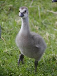 Photo Of The Day Baby Nene Hawaii Volcanoes National Park Volcano National Park Animals Beautiful
