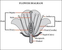 Welcoming The Tulips The Art Of Macro Photography Diagram Of A Flower Parts Of A Plant Parts Of A Flower