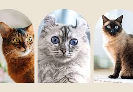 ‪Top small cats that stay small Hotsell 9 Small Cat Breeds‬‏