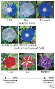Recent Advances In Flower Color Variation And Patterning Of Japanese Morning Glory And Petunia Abstract Europe Pmc