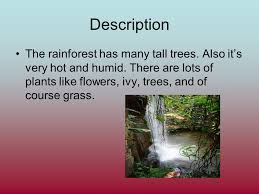 How can we describe the distribution of the rainforests? Tropical Rainforest By Maria Sandri Ppt Video Online Download