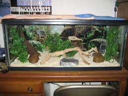 Diesels Cage Setup Ball Pythons Net Gallery Snake Terrarium Ball Python Cage Baby Ball Python
