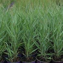 Image result for Panicum pilgeri