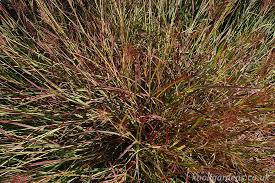 Image result for Bothriochloa bladhii