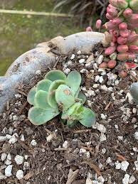 Solar models are also available if your garden area is lacking in electric outlets. Help A Mischievous Raven Has Been Stealing My Succulents How Do I Stop Him Succulents