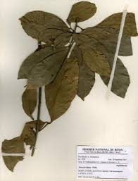 Image result for Aporrhiza