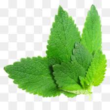 A closeup look of the large hairy leaves of a lemon balm (melissa officinalis, lamiaceae) plant on white background. Lemon Balm Png Lemon Balm Drawing Lemon Balm Tea Lemon Balm Uses Lemon Balm Benefits Lemon Balm Plant Lemon Balm Melissa Lemon Balm Recipes Lemon Balm Oil Growing Lemon Balm Lemon Balm Flower Lemon Balm Tree Lemon Balm Leaves Lemon Balm
