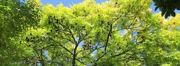 Check spelling or type a new query. Why Does It Matter If Your Arborist Is Isa Certified
