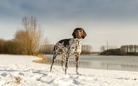 They are a working dog so they do have high exercise demands. German Shorthaired Pointer 1080p 2k 4k 5k Hd Wallpapers Free Download Wallpaper Flare