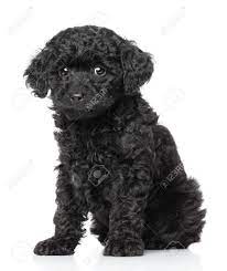 The toy poodle, like all poodles, possesses wonderful swimming ability; Black Toy Poodle Puppy On A White Background Stock Photo Picture And Royalty Free Image Image 23759095