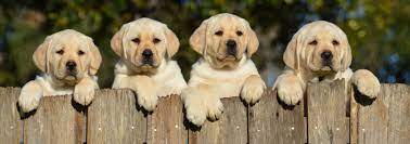 Browse thru our id verified puppy for sale listings to find your perfect puppy in your area. Home Kodalihart Labradors