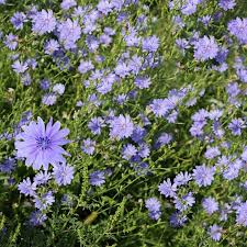 Image result for Cichorium
