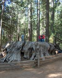 Giant Sequoias In California