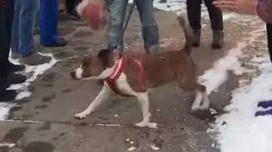 Dog Gets A Forever Home For Christmas After 500 Days In A Shelter Animal Shelter Clever Dog Christmas Home