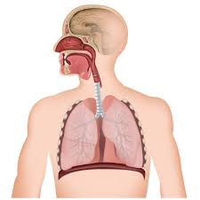 66 979 Respiratory System Illustrations Clip Art Istock