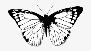 Find hundreds of easy to download butterfly svgs featuring: Butterfly Black Butterfly Clipart Png Butterfly Wing Black And White Transparent Png 709x496 Free Download On Nicepng