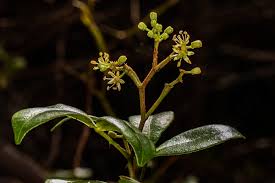 Image result for Toddalia