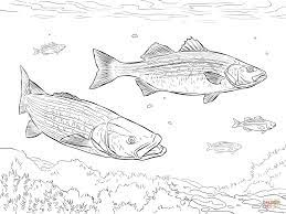 Free coloring pages to print or color online. Two Striped Basses Coloring Pages Free Coloring Pages Fish Coloring Page