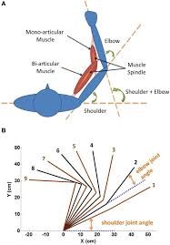 Supraspinatus, infraspinatus, ters minor,.et), using interactive animations and labeled diagrams. A Geometric Definition Of Shoulder And Elbow Angles The Range Of Download Scientific Diagram