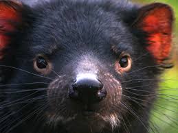 Basic facts about tasmanian devil: Slow Down And Save Our Devils Huon Valley Council Huon Valley Council