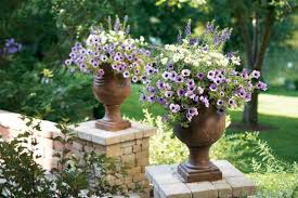 Image result for Helichrysum argyranthum