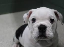 If you want more information, contact us through our website or call. Visit Our English Bulldog Puppies For Sale Near Dothan Alabama