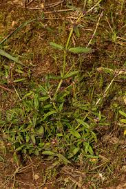 Image result for Spermacoce natalensis