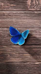 Download 52 Butterfly Iphone Wallpapers Wallpaperboat