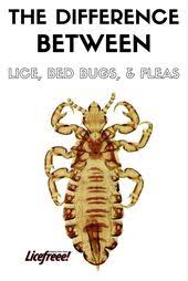 Bed Bug Black Bugs In Hair Not Lice Licefreee Com What S The Difference Between Head Lice Bed Bugs And Fleas Find Out Here Headlice Bedbugs Fleas Head Louse Louse Lice Removal