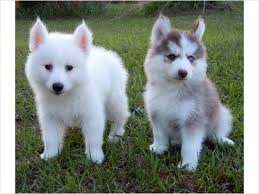 4 Questions To Ask Before Purchasing A Pomsky Cute Pomsky