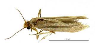 Tineola bisselliella, known as the common clothes moth, webbing clothes moth, or simply clothing moth, is a species of fungus moth (family tineidae, subfamily tineinae).it is the type species of its genus tineola and was first described by arvid david hummel in 1823. Clothes Moth Manaaki Whenua