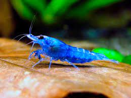 Check spelling or type a new query. Blue Diamond Shrimp Diapteron Shop