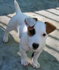 Pearl The Jack Russell Terrier Jack Russell Terrier Jack Russell Dogs Jack Russell