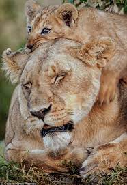 You can send feedback to the author if their email is posted in their stories, or you can send it to the pru inbox and it will be. Pin On Devine Felines
