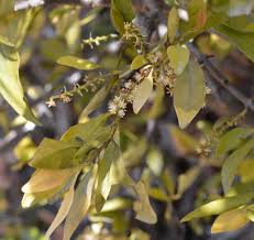 Image result for Helixanthera