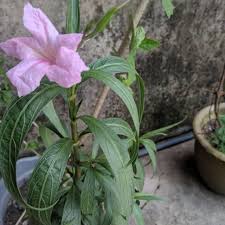 Rose, plumeria, orchidaceae, bougainvillea, morning glory. Pokok Bunga Seri Pagi Shopee Malaysia