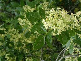 Image result for Hippocratea crenata