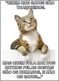 Pequeno Grande Mundo Dos Adoraveis Felinos Frase Gato Mensagens De Animais Frases Animais Este gatinho sabe muito bem se camuflar com o que está ao redor. frase gato